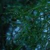 雨のあと