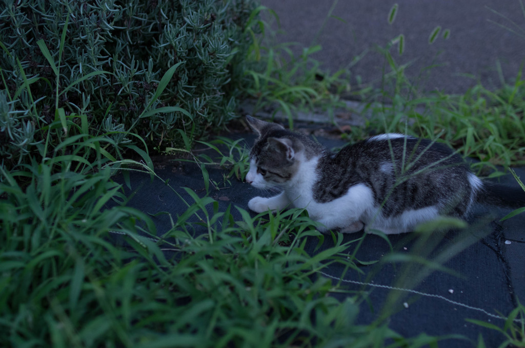 忍び足
