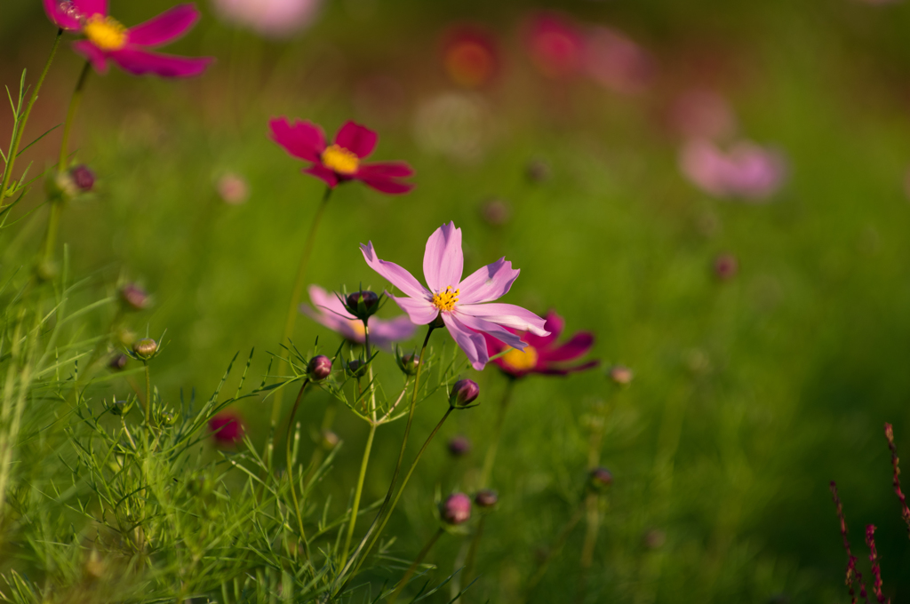 秋の花