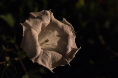 夜に咲く花