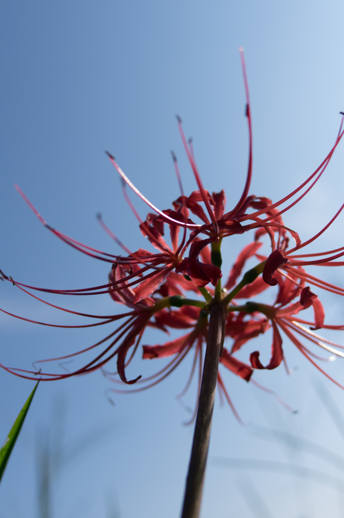 独り咲く彼岸花