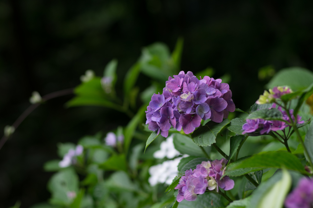 紫陽花