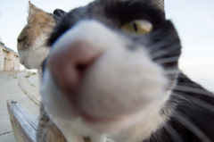 海にいた猫