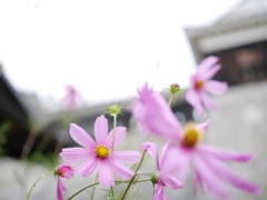松山城