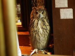 ミミズクのいるBAR