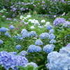 紫陽花畑