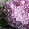 紫陽花
