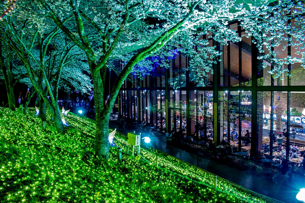 桜が見る景色