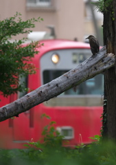 鉄鳥撮り