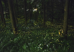 月夜に静かに舞う