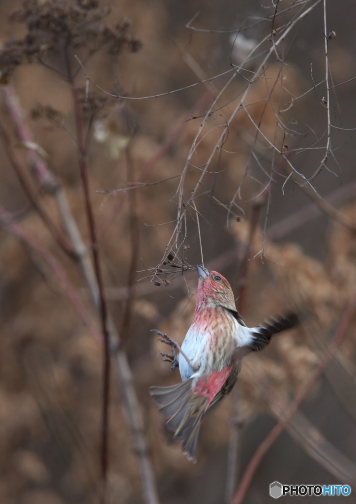 鳥も木から落ちる？