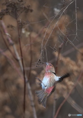 鳥も木から落ちる？