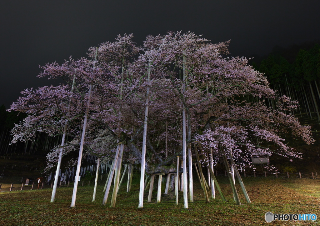 薄墨桜