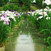 花道