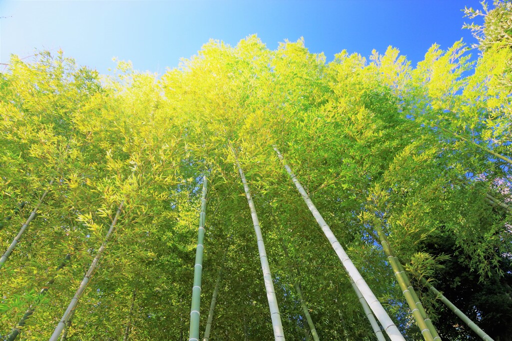 冬空に輝く竹林