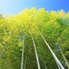 冬空に輝く竹林