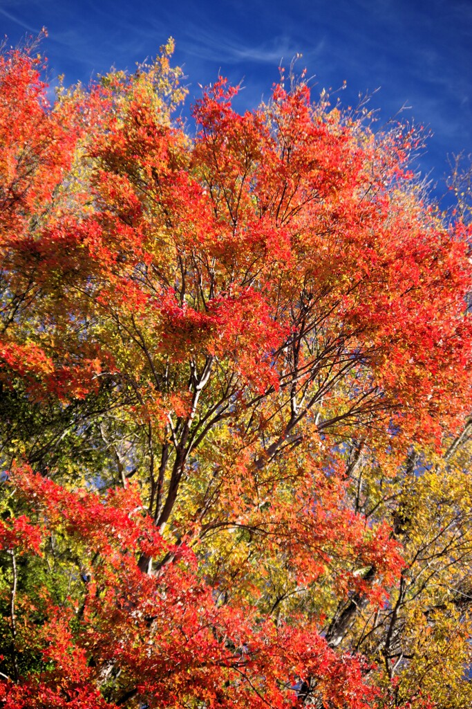 公園の紅葉-1 2025