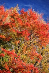 公園の紅葉-1 2025