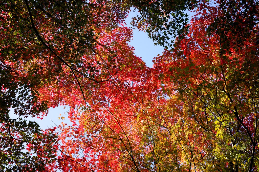 紅を見上げて...