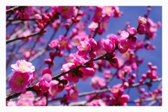 春が来た-2