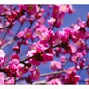 春が来た-2