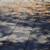 秋に散る木の葉