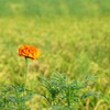 marigold