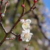 春が来た-1