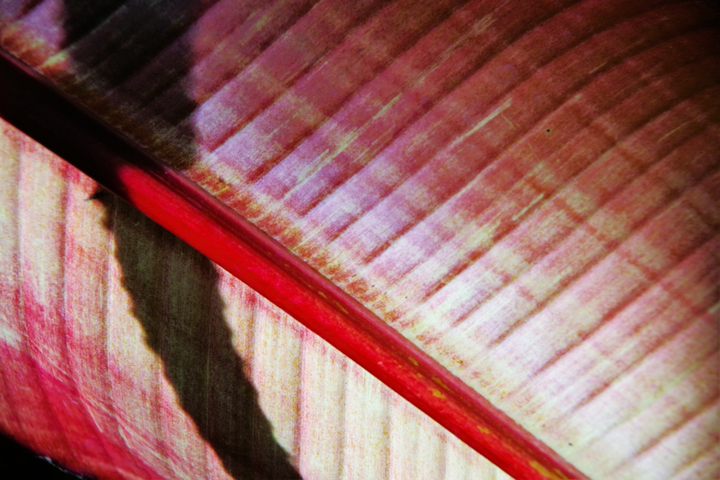 Light and shadow-641