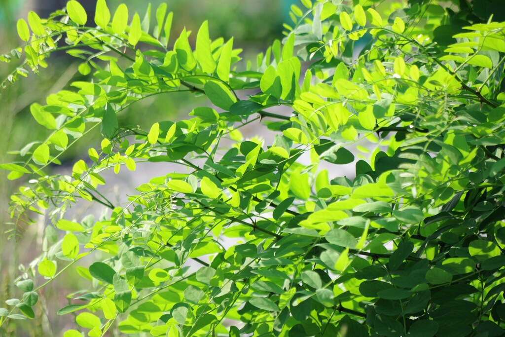 New green-2