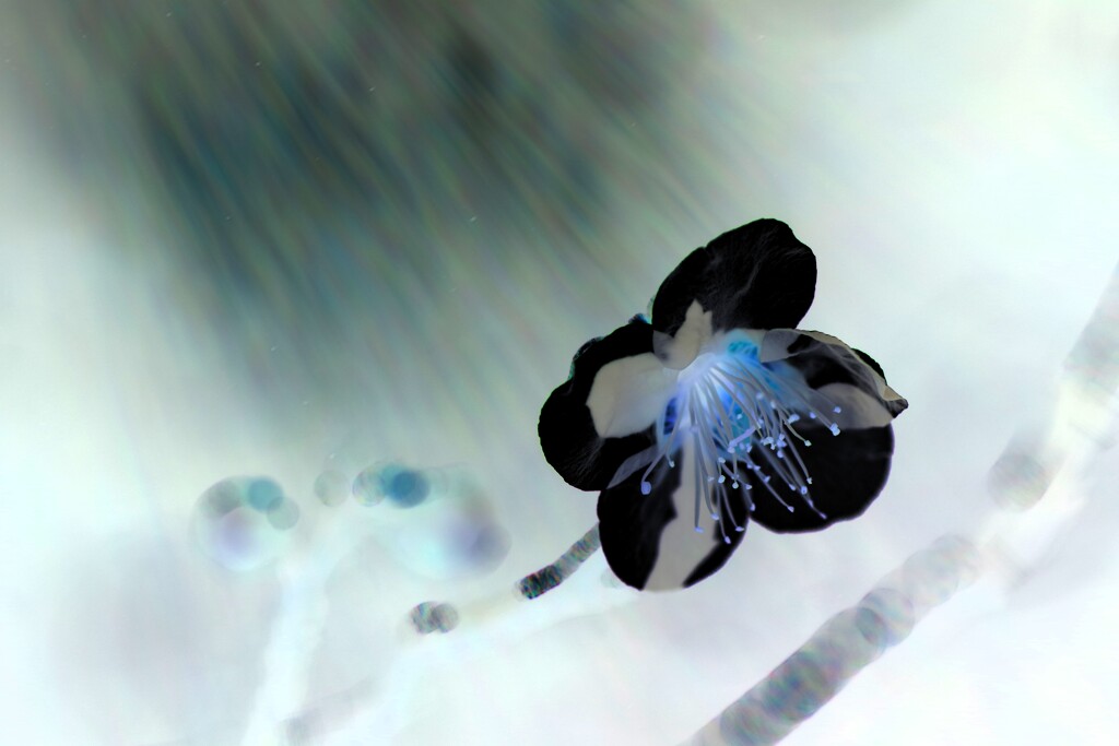 plum blossom art-1