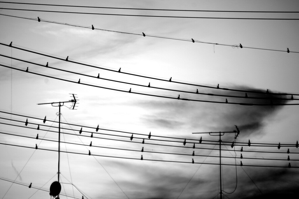 飛んでるーmonotone