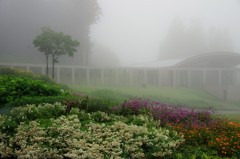 高原霧の朝-1