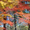 越後の紅葉-1