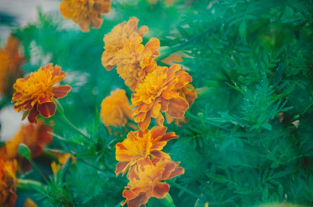 marigold-1