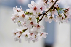 ひと枝の桜-2
