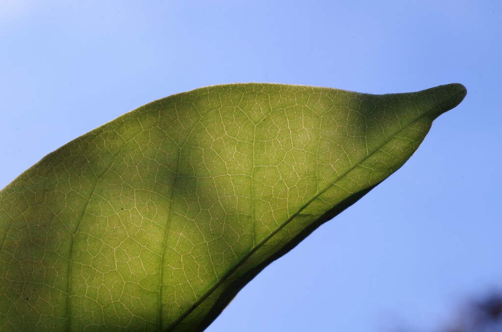 イルカのくちばし