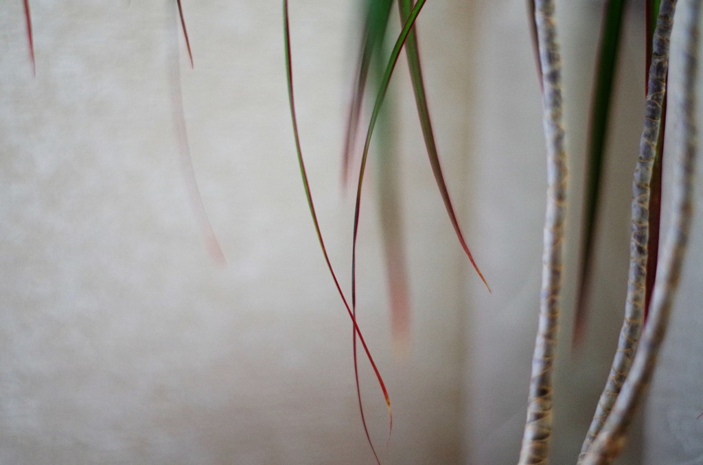 繊細