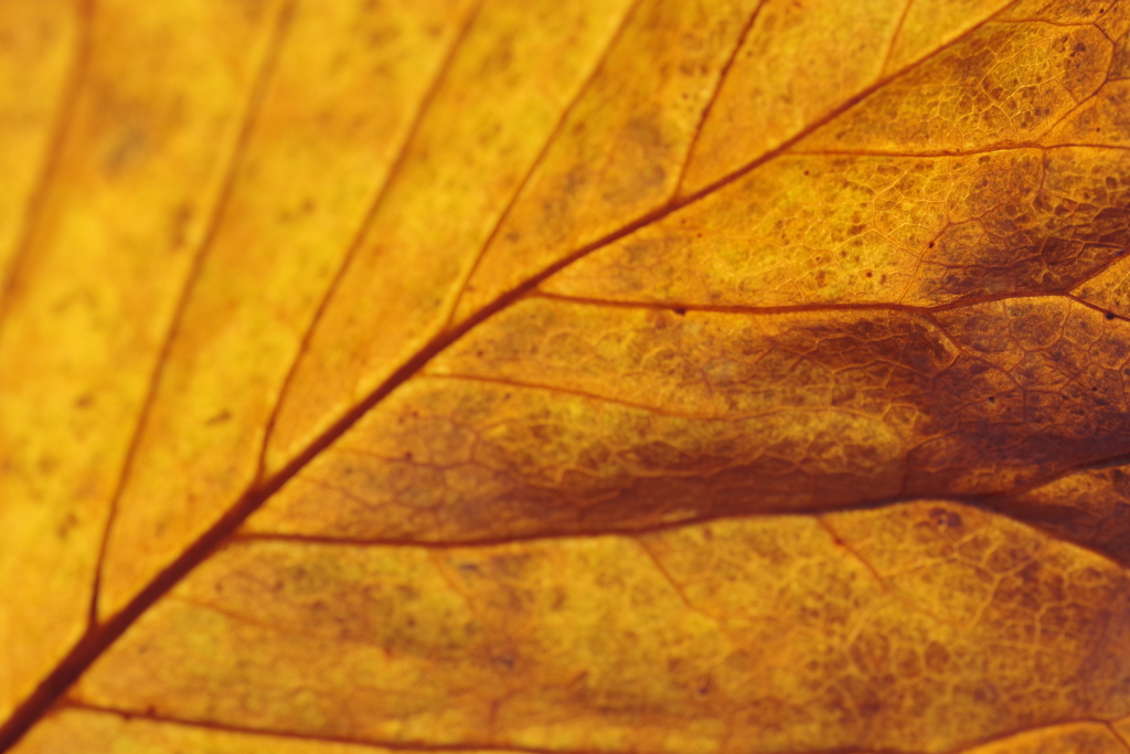 枯れても...美しい-1