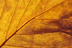 枯れても...美しい-1