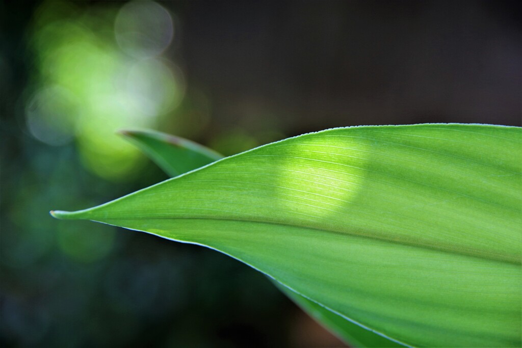 Light and shadow-545