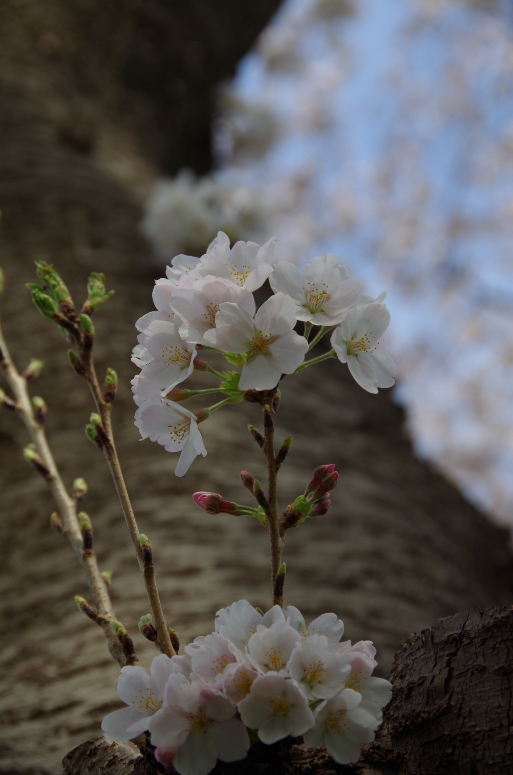 元荒川 春-4