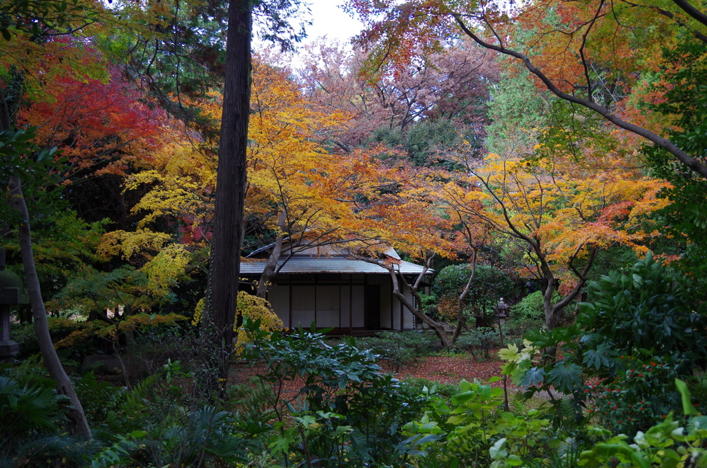 都内庭園　秋-3