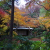 都内庭園　秋-3