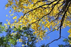 秋晴れに映える紅葉-1