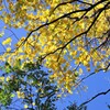 秋晴れに映える紅葉-1