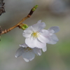 元荒川 春-3