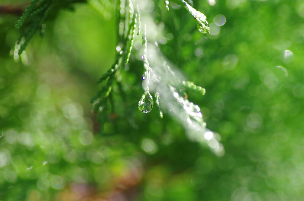 雨上がりの水滴-8...ペンダント