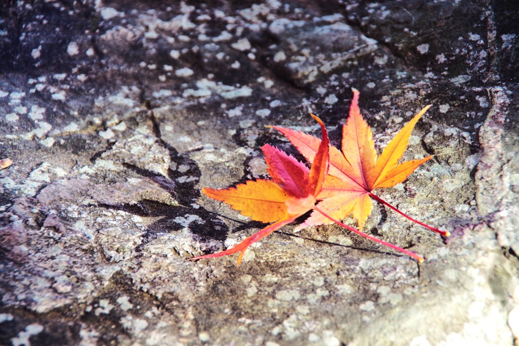 庭園の紅葉-5 2025