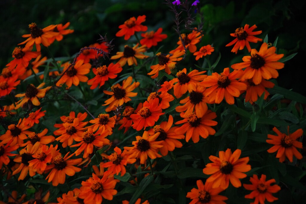 dark orange